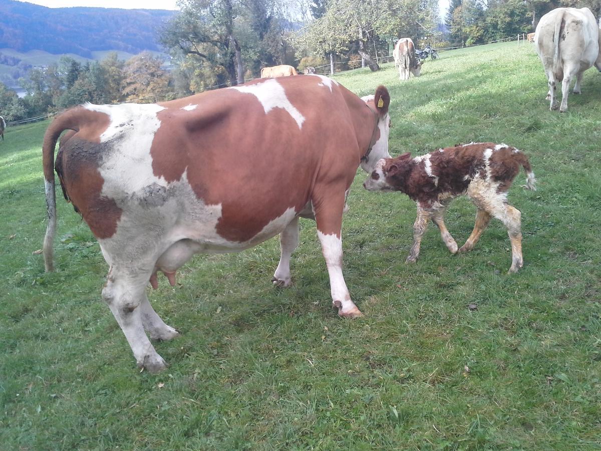 Bauernhof Kasleitner Villa Zell am Moos Eksteriør bilde