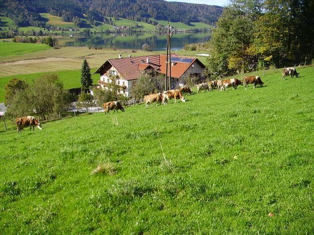 Bauernhof Kasleitner Villa Zell am Moos Eksteriør bilde