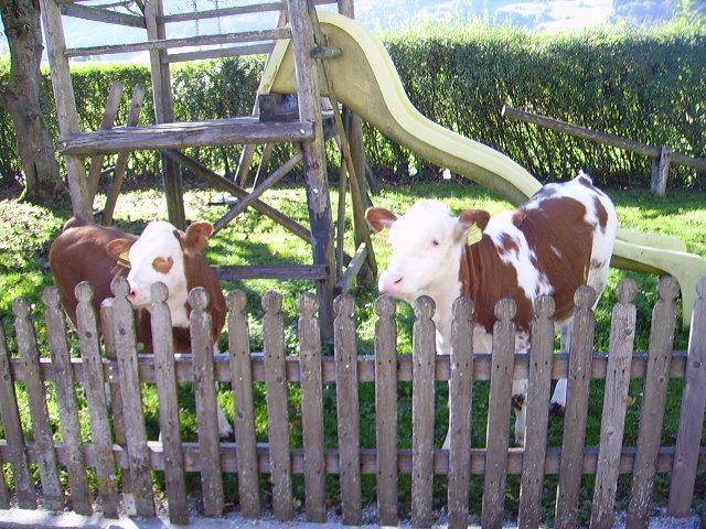 Bauernhof Kasleitner Villa Zell am Moos Eksteriør bilde