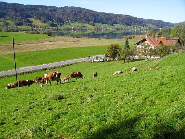 Bauernhof Kasleitner Villa Zell am Moos Eksteriør bilde